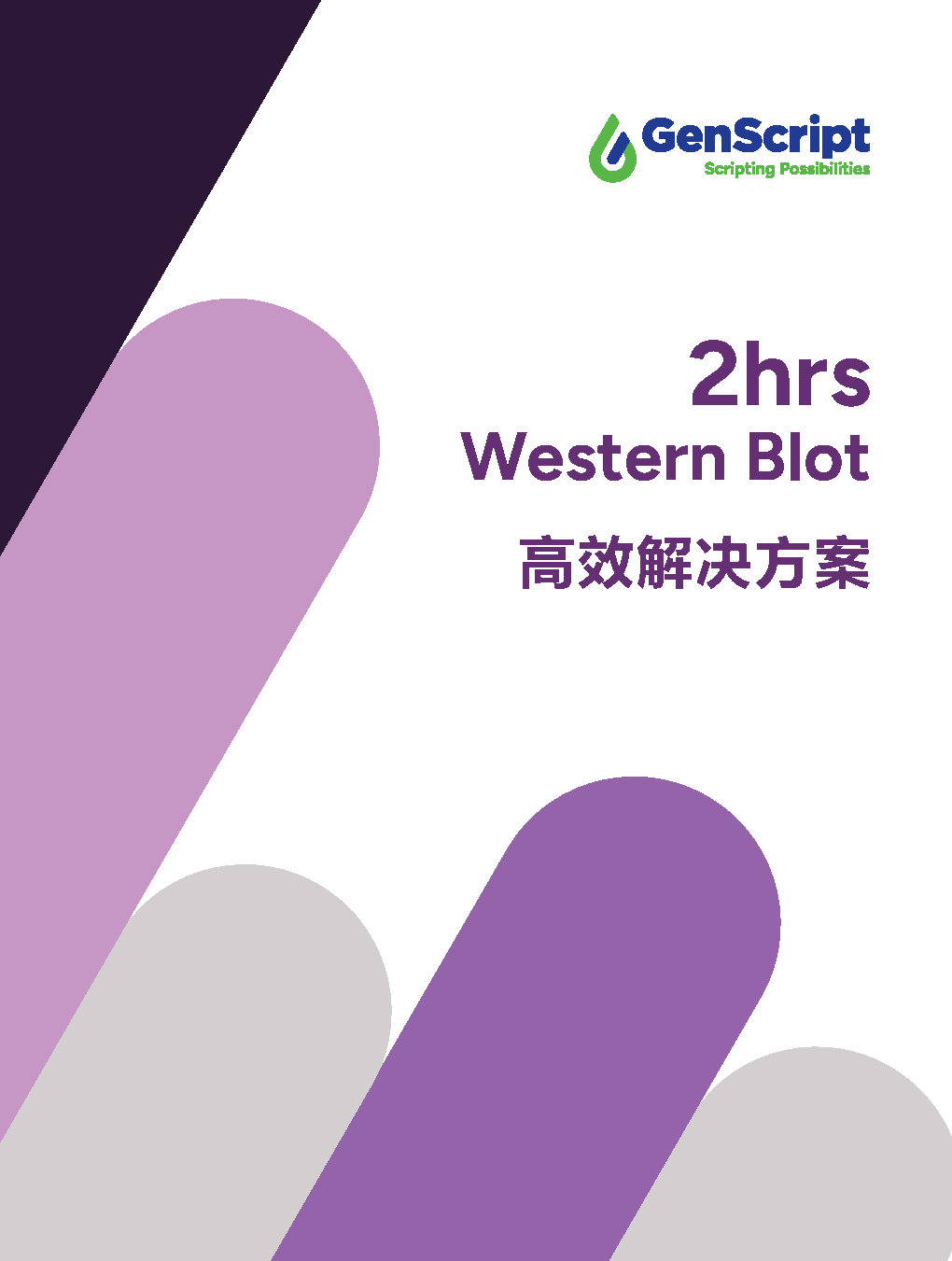 2小时免疫印迹高效解决方案
